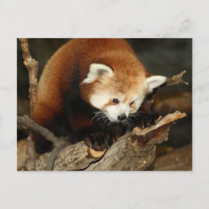 Postal Panda rojo