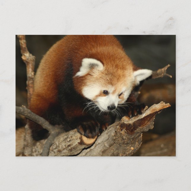 Postal Panda rojo (Anverso)