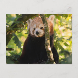 Postal Panda rojo