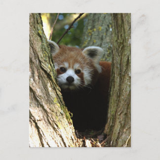 Postal Panda rojo