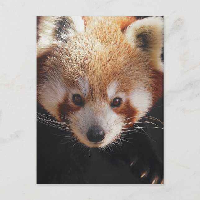 Postal panda rojo (Anverso)