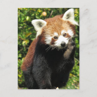 Postal Panda rojo