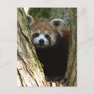Postal Panda rojo