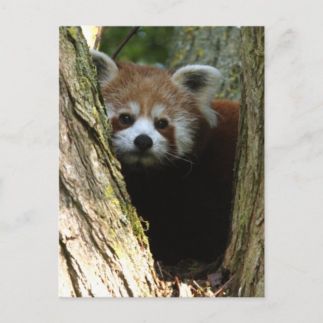 Postal Panda rojo (Anverso)