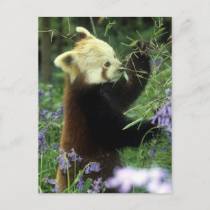 Postal Panda rojo