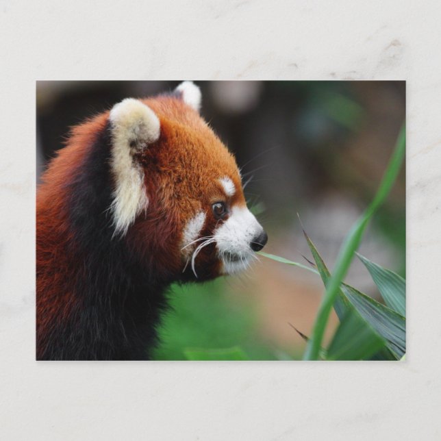 Postal Panda rojo (Anverso)