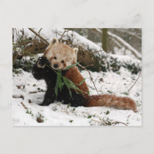 Postal - panda rojo 2