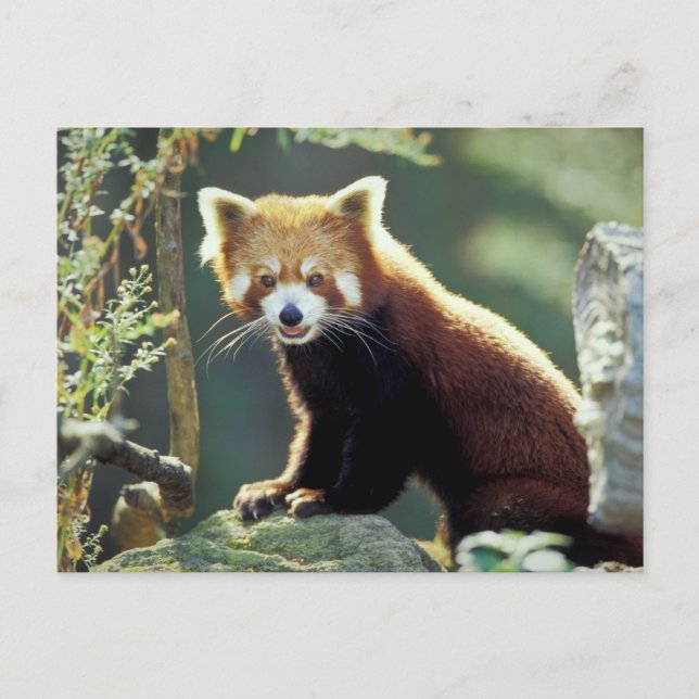 Postal Panda rojo Ailurus fulgens) (Anverso)