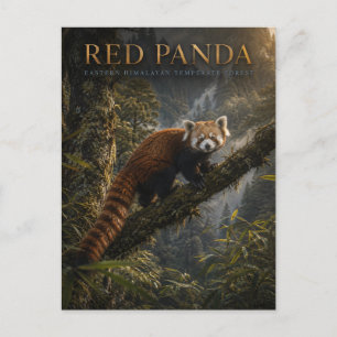 Postal Panda Rojo Bosque Himalayo ANIMALES