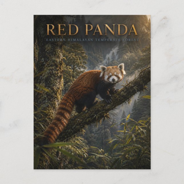 Postal Panda Rojo Bosque Himalayo ANIMALES (Anverso)