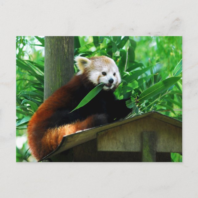 Postal Panda rojo comiendo hojas (Anverso)