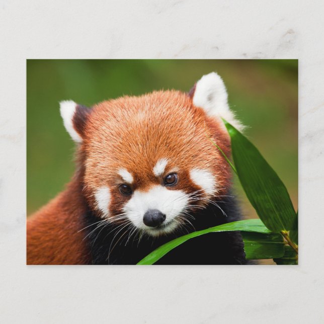 Postal Panda rojo curado (Anverso)