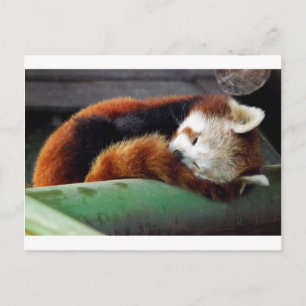 Postal Panda Rojo Dormido