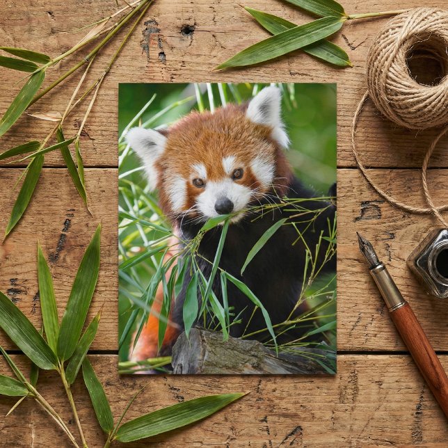 Postal Panda Rojo en Éxtasis de Bambú – Vida Silvestre (Subido por el creador)