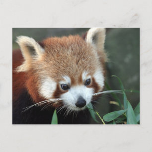 Postal Panda rojo, Taronga Zoo, Sydney, Australia