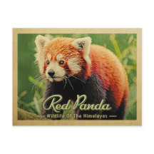 Panda Rojo - Vida Silvestre De Los Himalayas
