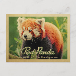 Postal Panda Rojo - Vida Silvestre De Los Himalayas