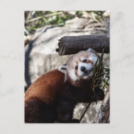 Postal Panda rojo y bambú