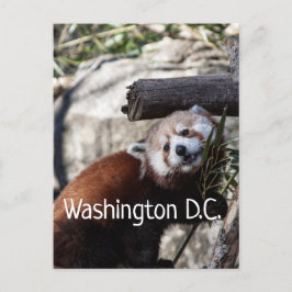 Postal Panda Rojo y Bambú, Washington D.C.