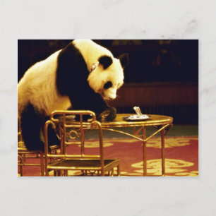 Postal Panda, Shanghai Circus, China