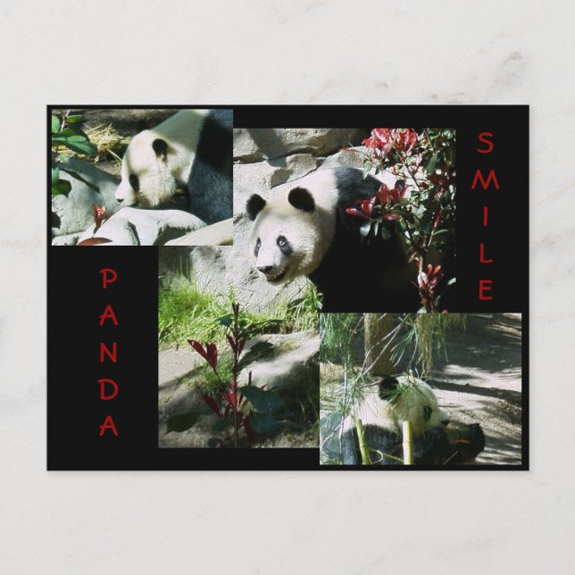 POSTAL PANDA SMILE (Anverso)