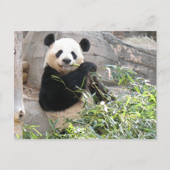 Postal Panda Snack (Anverso)