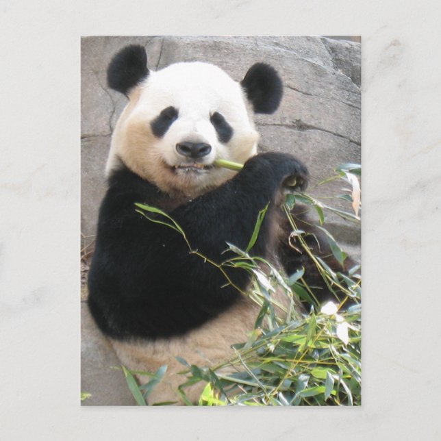 Postal Panda Snack (Anverso)