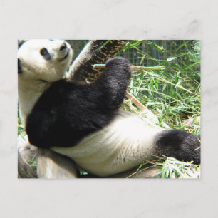 Postal Panda y Bambú