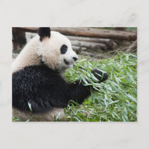 Postal Panda y Bambú