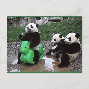 Postal pandabeer