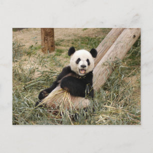 Postal PandaM001