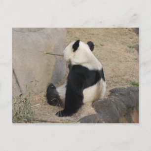 Postal PandaM004
