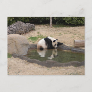 Postal PandaM007