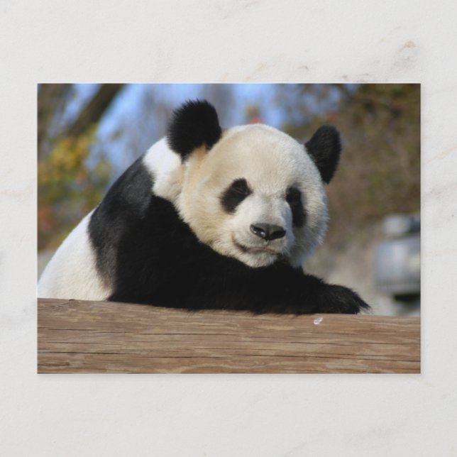 Postal PandaM011 (Anverso)