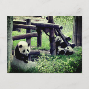 Postal Pandas bebé en el zoológico