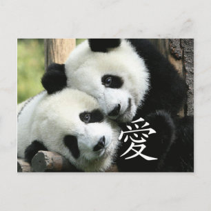 Postal Pandas gigantes chinos que aman