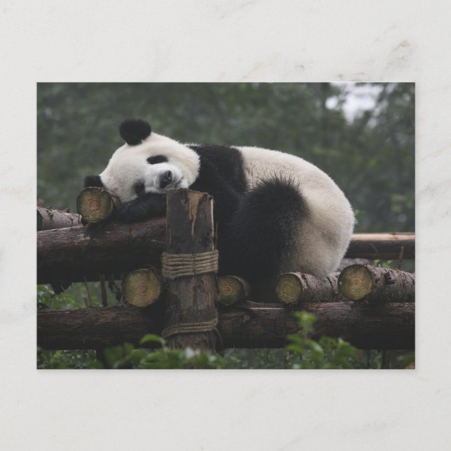 Postal Pandas gigantes en la gigantesca protección Panda (Anverso)