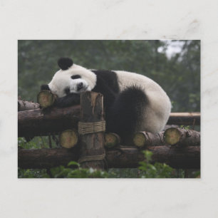 Postal Pandas gigantes en la protección de pandas gigante