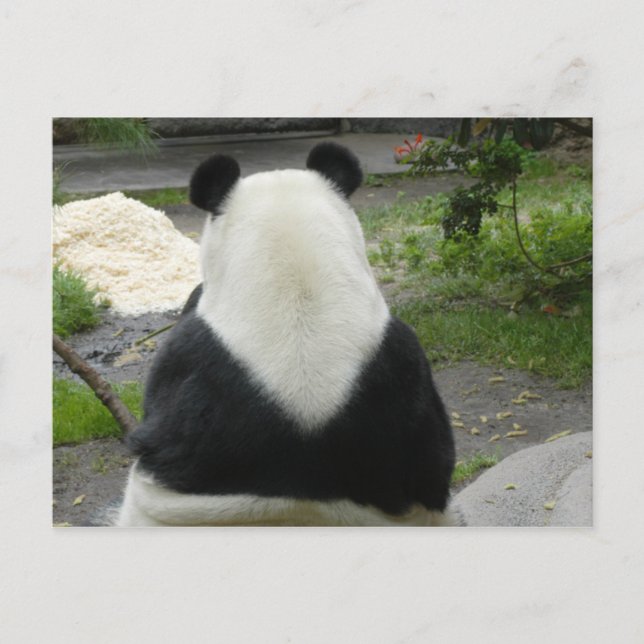 Postal PandaSD002 (Anverso)