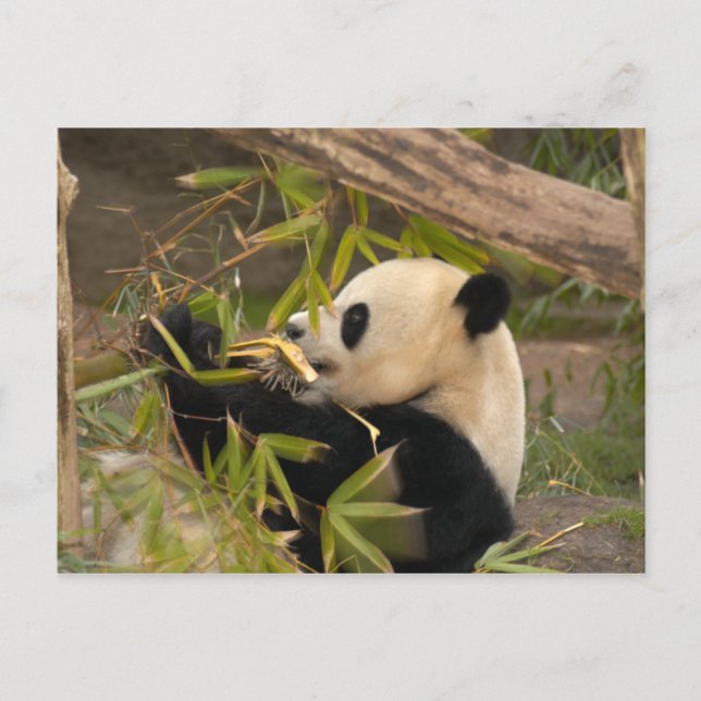 Postal PandaSD008 (Anverso)
