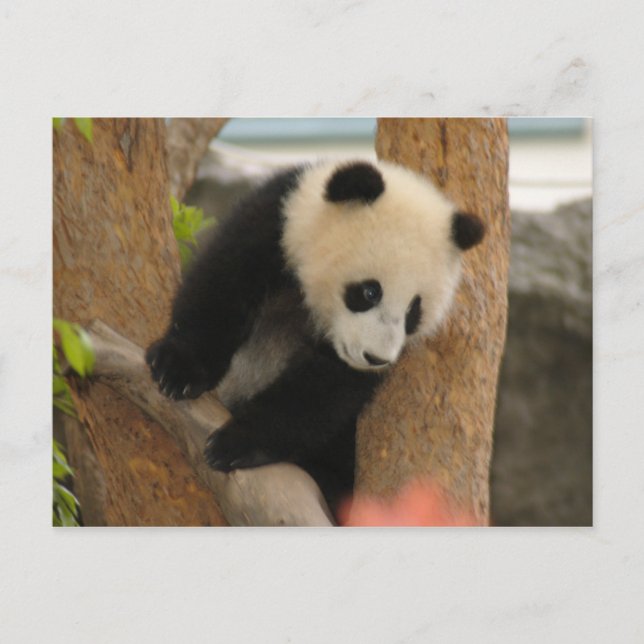 Postal PandaSD009 (Anverso)