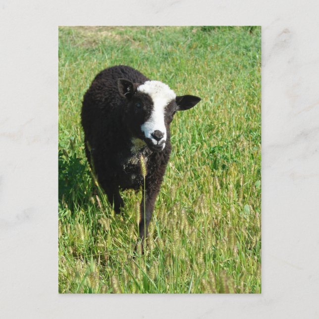 Postal Pandi (Anverso)