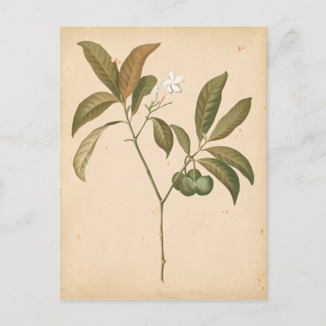 Postal Panel de deco de cobalto I (Anverso)