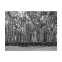 Panorama de Banyan Trees Foto de B&W