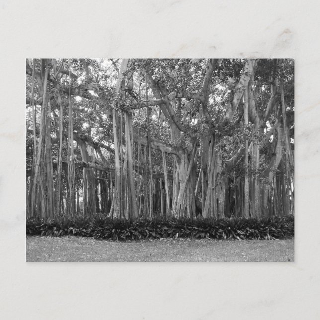 Postal Panorama de Banyan Trees Foto de B&W (Anverso)