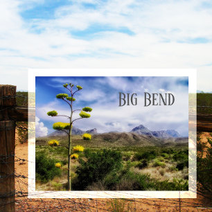 Postal Panorama de Big Bend, Century Plantas Blossom, TX
