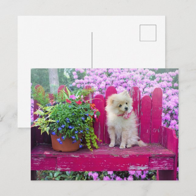 Postal Panorama de Jardín de Cabaña de Perro de Pomerania (Anverso / Reverso)