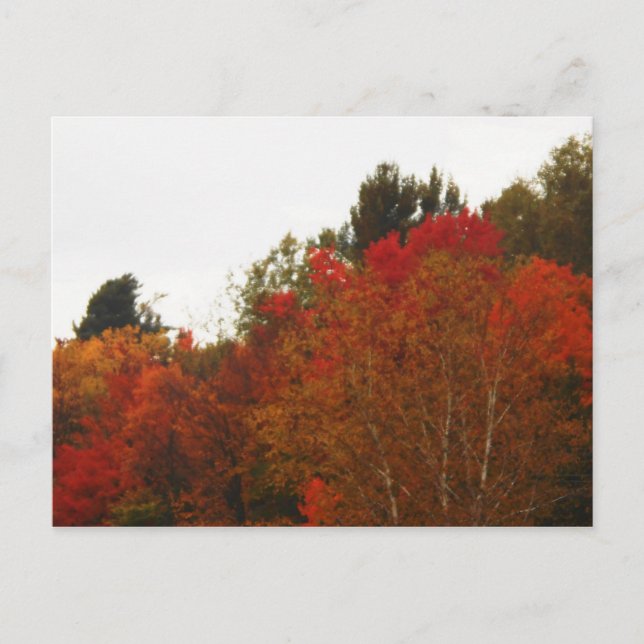 Postal Panorama de la escena de los árboles de los adrond (Anverso)