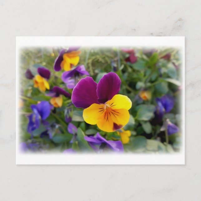 Postal Pansias brillantes (Anverso)
