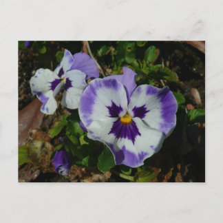 Postal Pansias moradas y blancas con flores coloridas